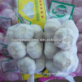 Shandong garlic